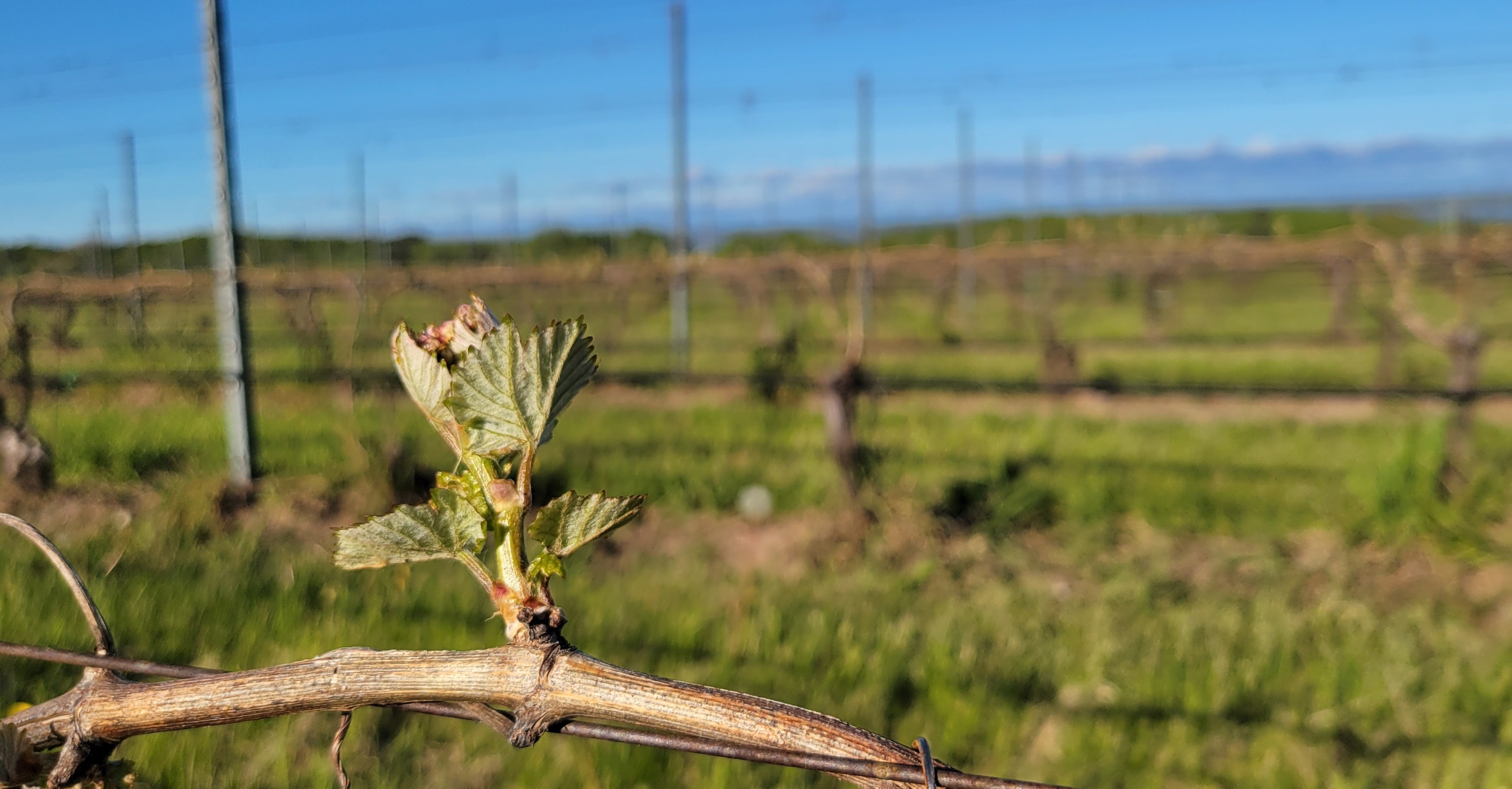 Photo 2 Grape Scouting report 5-28-2025.jpg